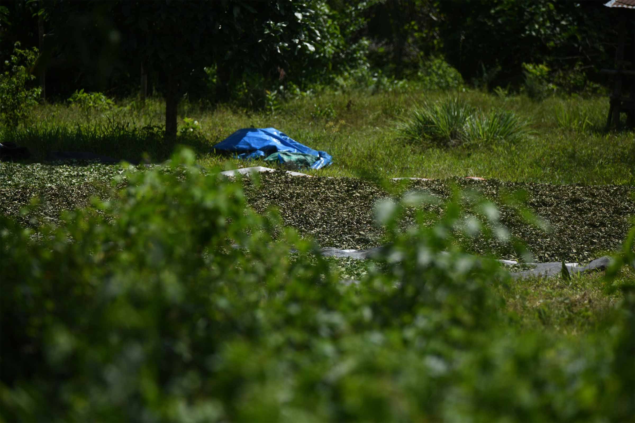 Along the route it was not difficult to find illegal plantations and harvests of coca leaves drying in the sun. © Mongabay