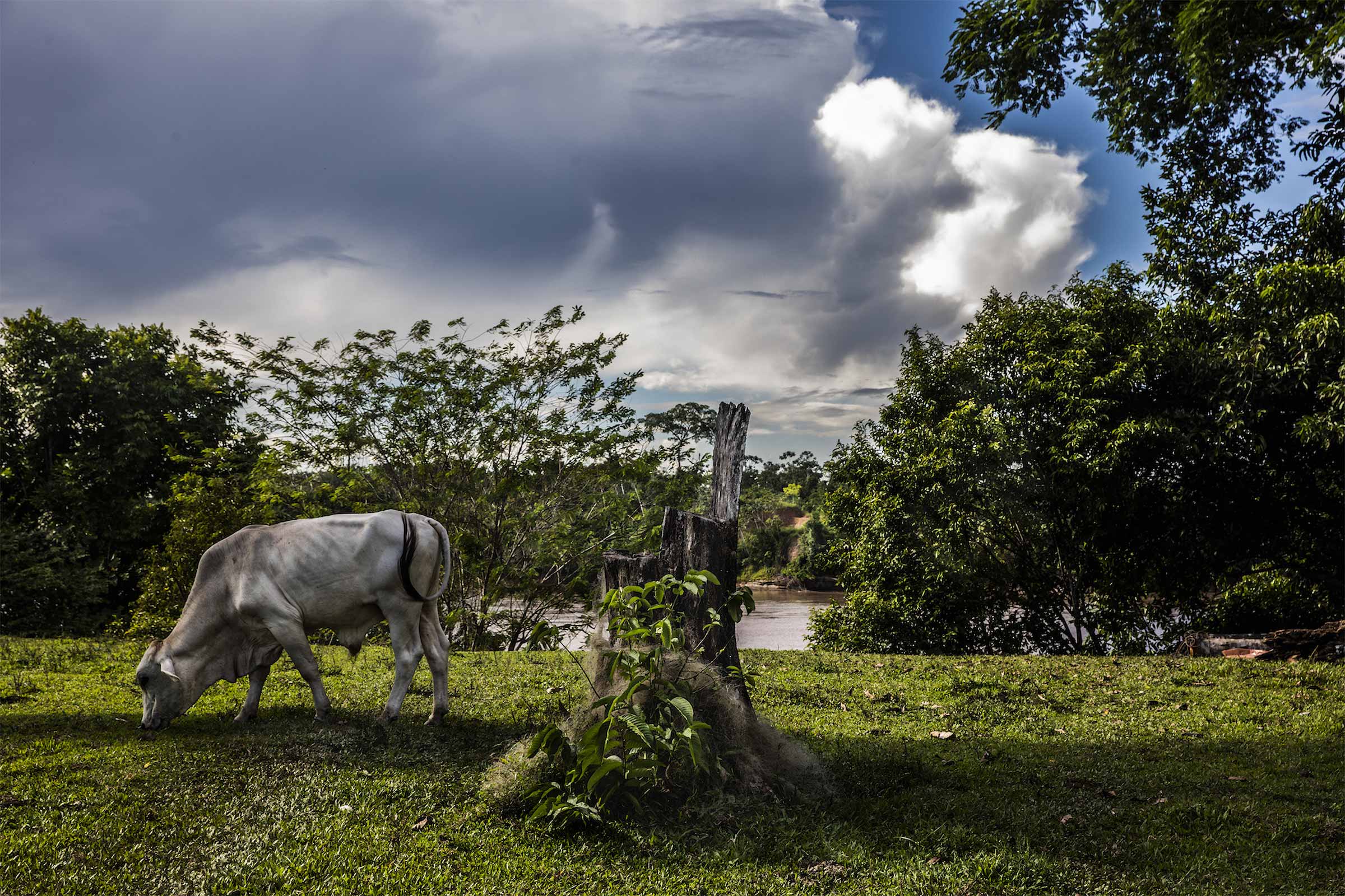 A quiet landscape next to the Pachitea River that is part of a reforestation project but that a few years ago held coca. © Mongabay