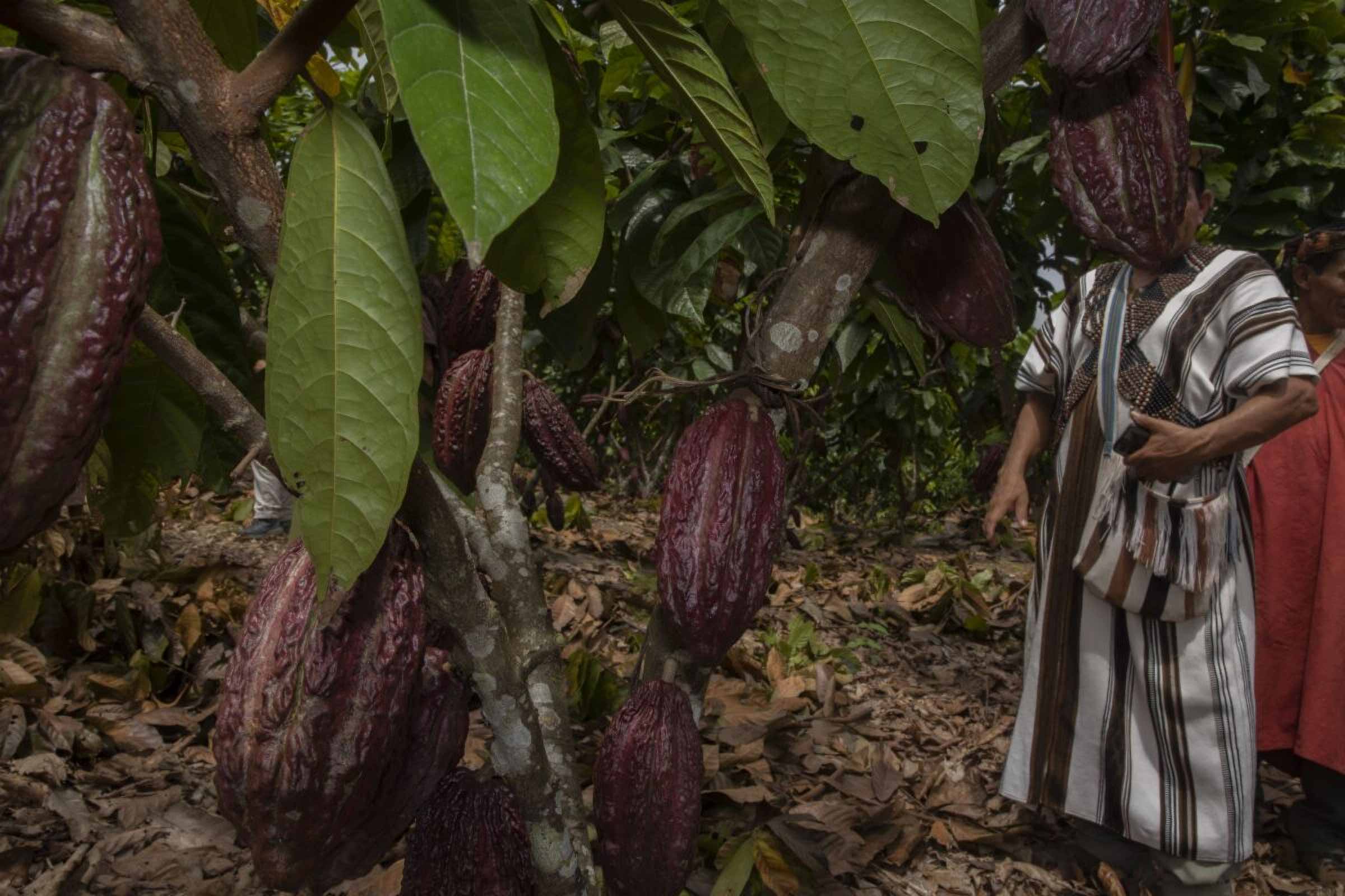 There are productive projects supported by the Peruvian government, such as cocoa, that coexist in areas troubled by drug trafficking. However, these projects are isolated actions and have little connection with the violent reality experienced by Indigenous populations. © Mongabay