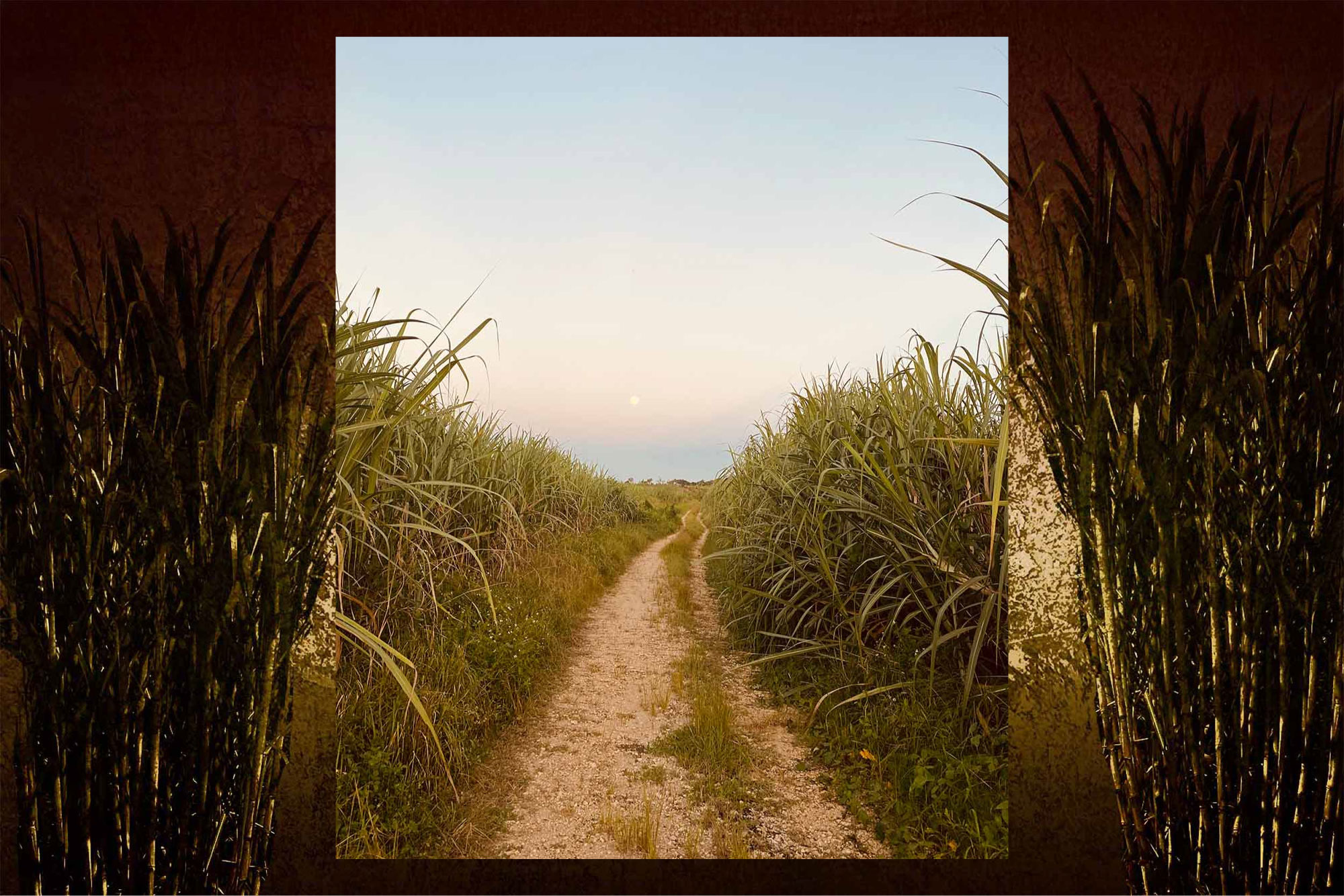 View of sugarcane plantations near Punta Cana.